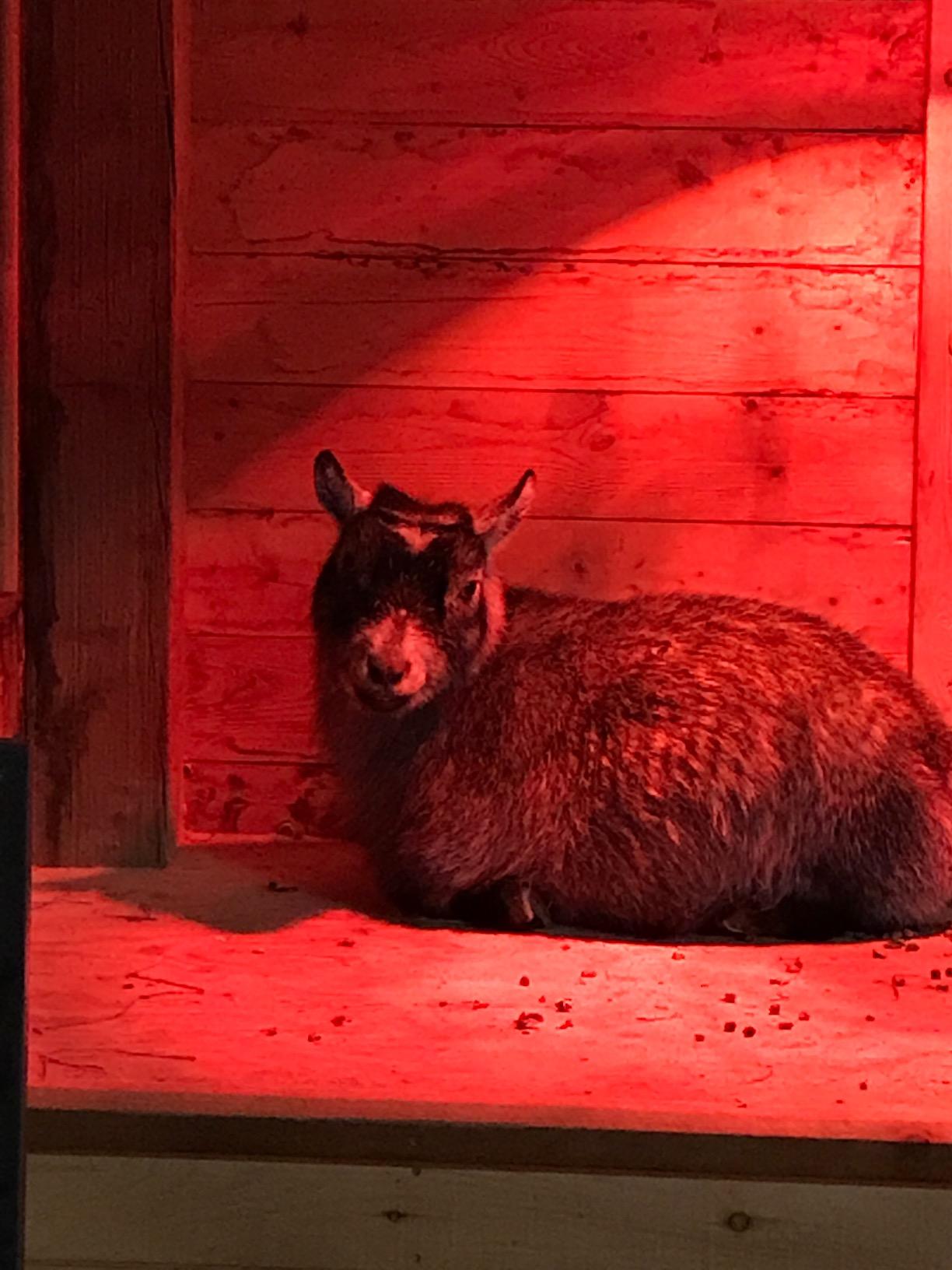 Premier 1 “Prima” Heat Lamp® customer photo 2
