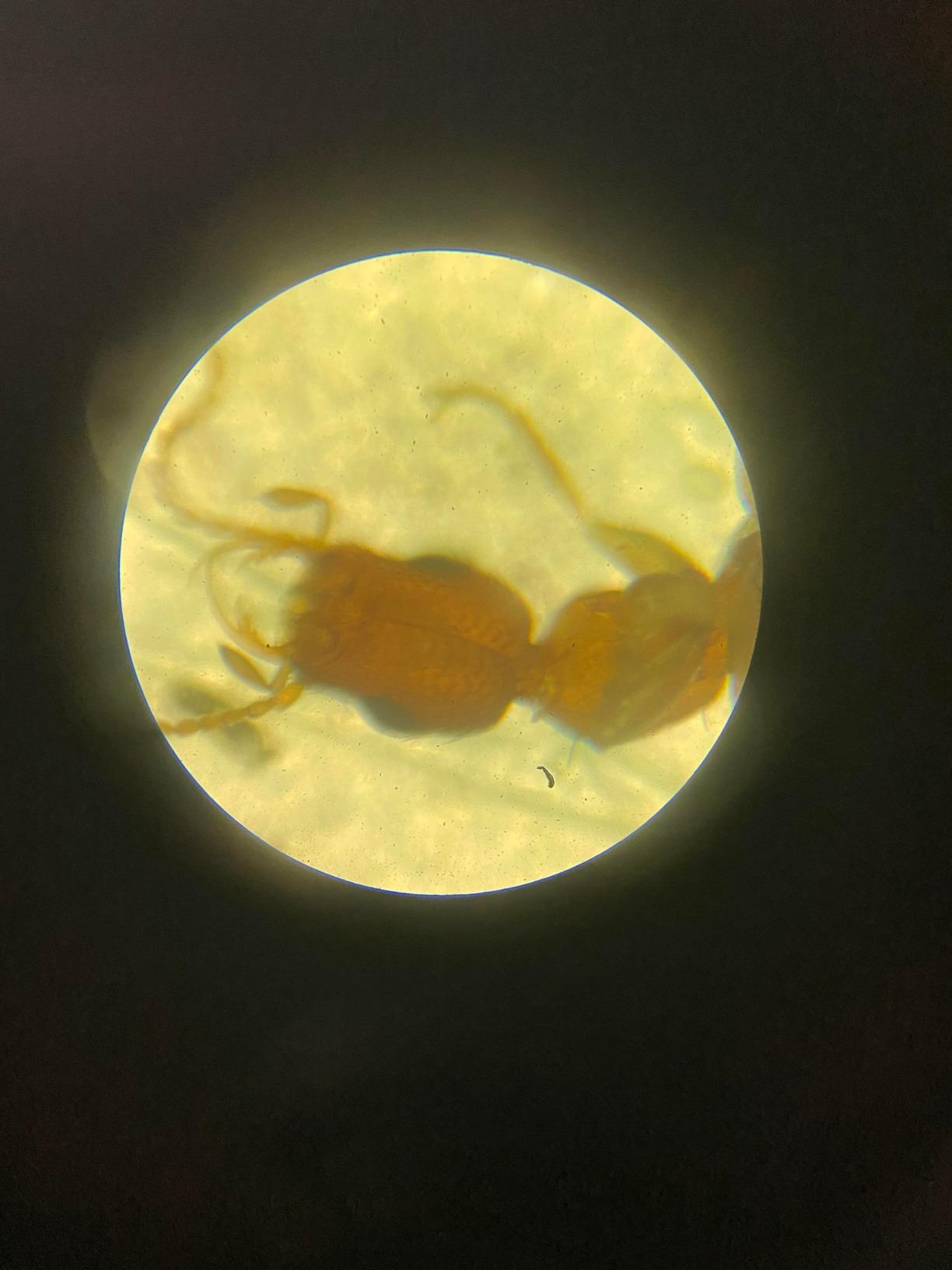 AmScope M102C-PB10 1000X Biological Compound Microscope with Prepared customer photo 1