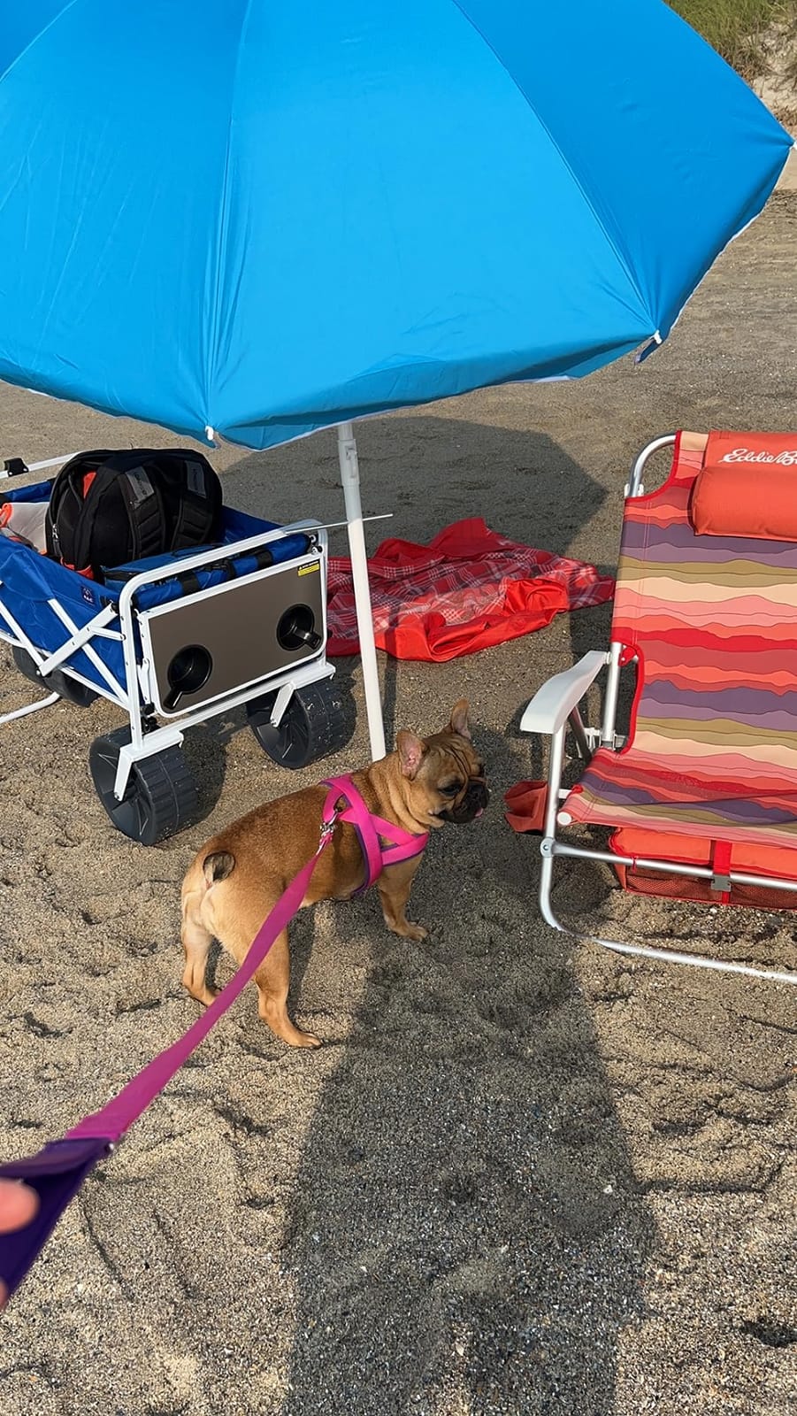 Mac Sports Heavy Duty Collapsible Folding All Terrain Utility Beach Wagon Cart, Blue/Black customer photo 2