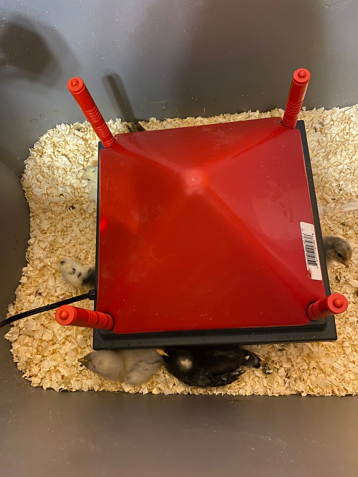 RentACoop 12x12” Adjustable Heating Plate with Foldable Anti-Roost Cone customer photo 1