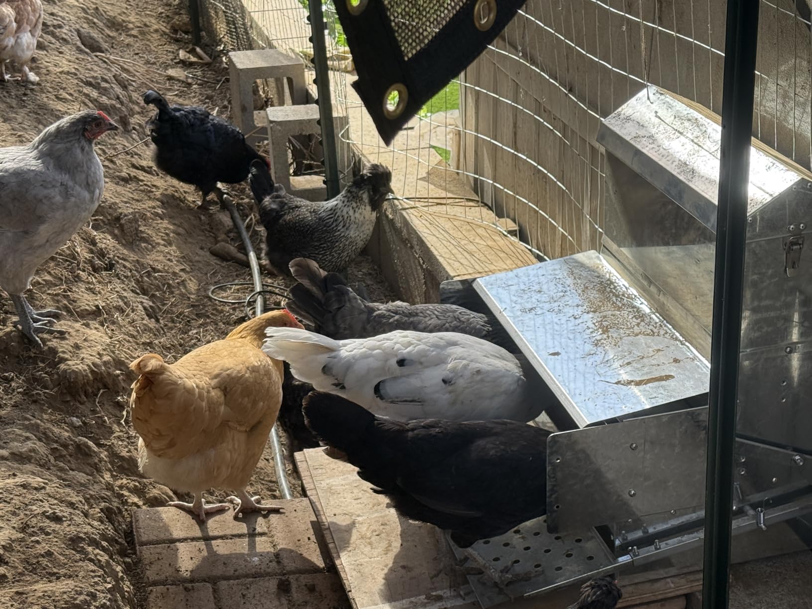 RentACoop Automatic Treadle Chicken Feeder, Rat Proof No Waste, 25 lb customer photo 1