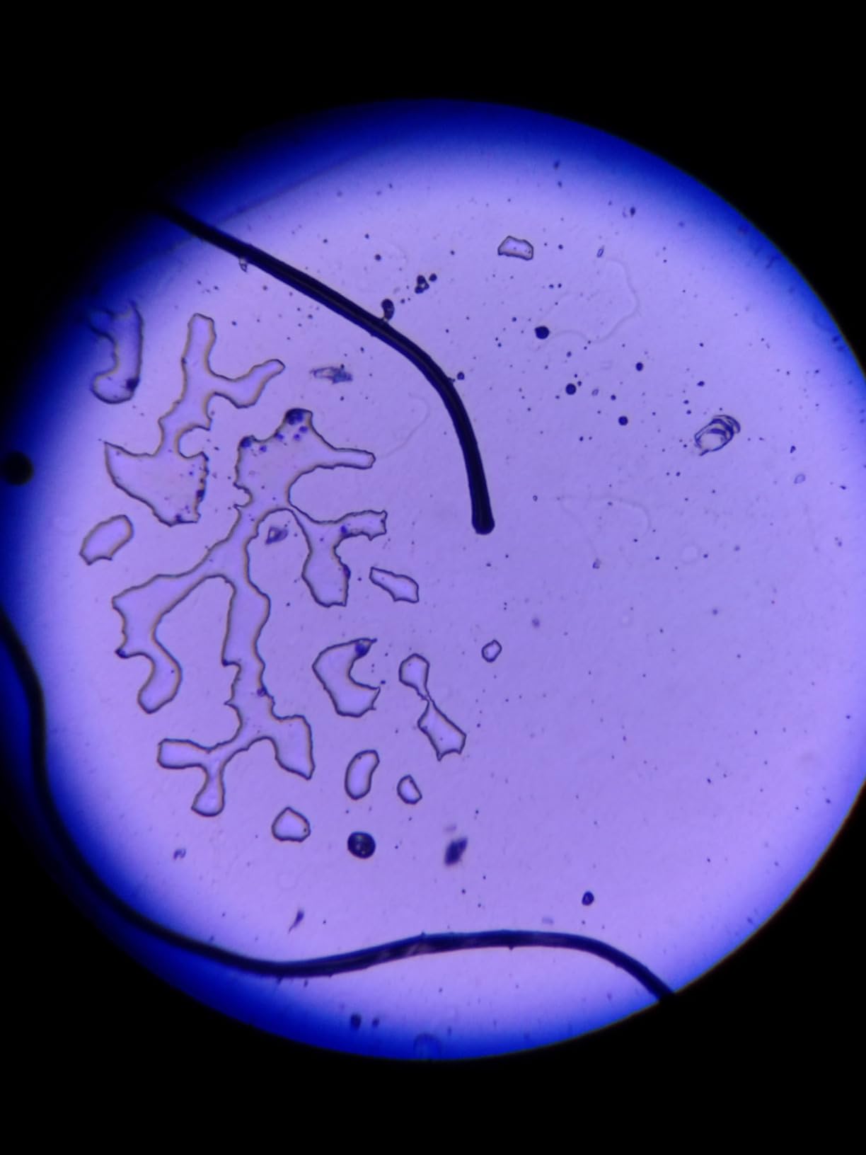 2000X Compound Microscope for Kids Adults: Microscope for Biology Education customer photo 1