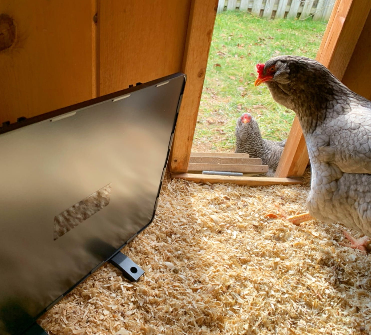 PETNF Chicken Coop Heater 140 Watts Radiant Heat Chicken Heater Energy Efficient Design Safer Than Brooder Lamps Heater for Chicken Coop, Heating Wire UL-Compliant Two Ways to Use, 11.81''x15.74'' customer photo 2