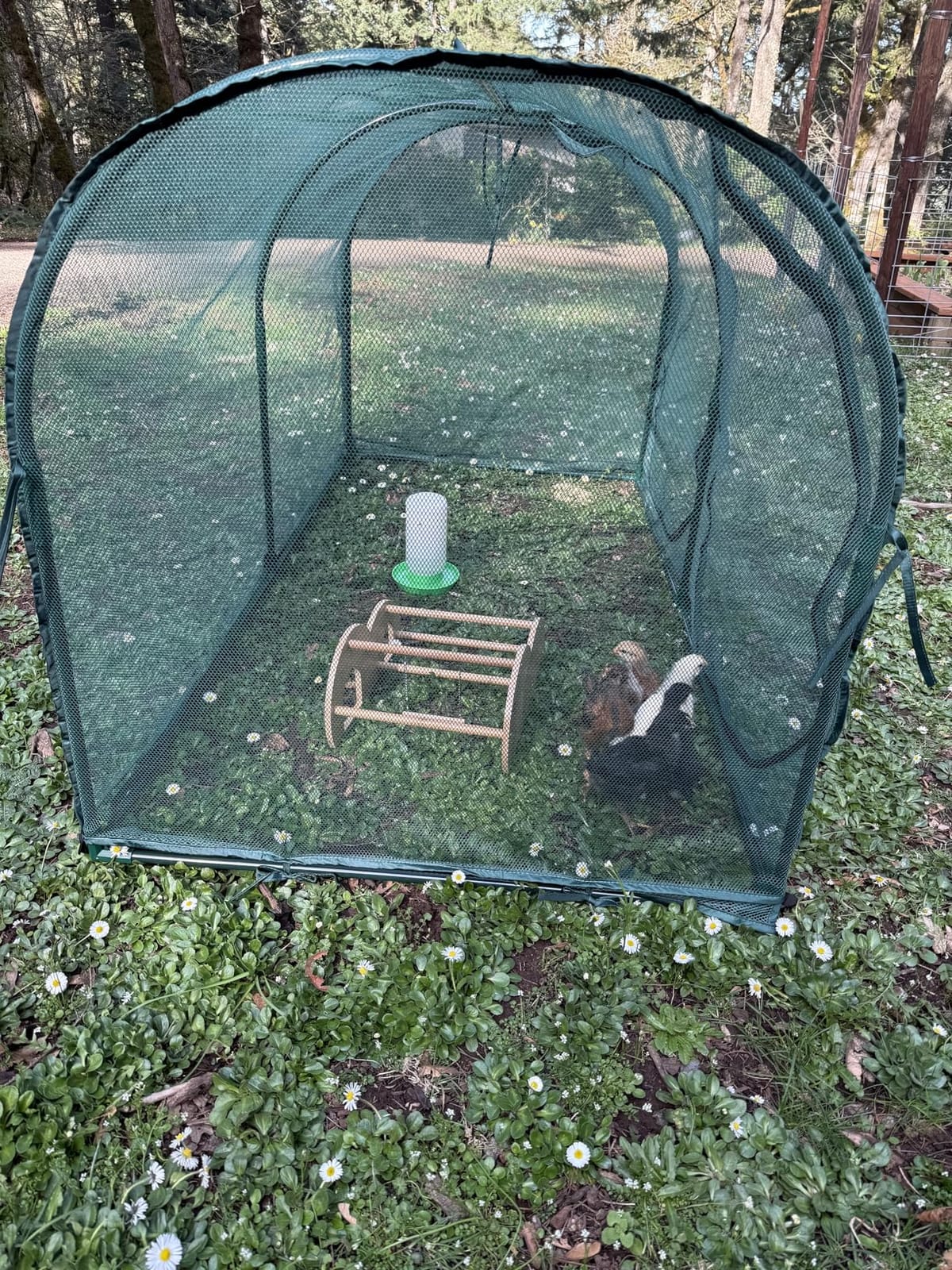 Portable Chicken Run Hen Coop,Walk-in Poultry House,Outdoor Gardening Net,Easy-up Small Animals Enclosure for Protecting Pet and Plant with Metal Frames and 10 Stakes in Backyard and Farm customer photo 1