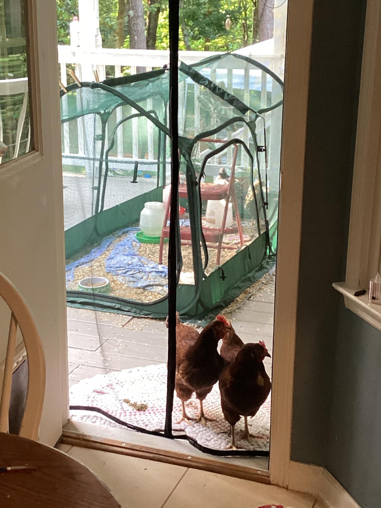 ANC POP Portable Chicken Run Large Pop-Up Chicken Pen for Small Animals Outdoor Gardening Net with 3 Doors and Handbag, Easy to Install and Storage, Green customer photo 2