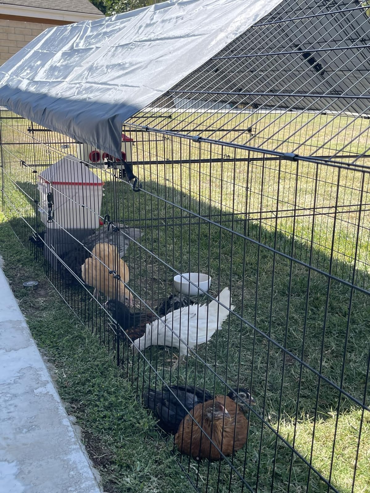 Chicken Coop, 86