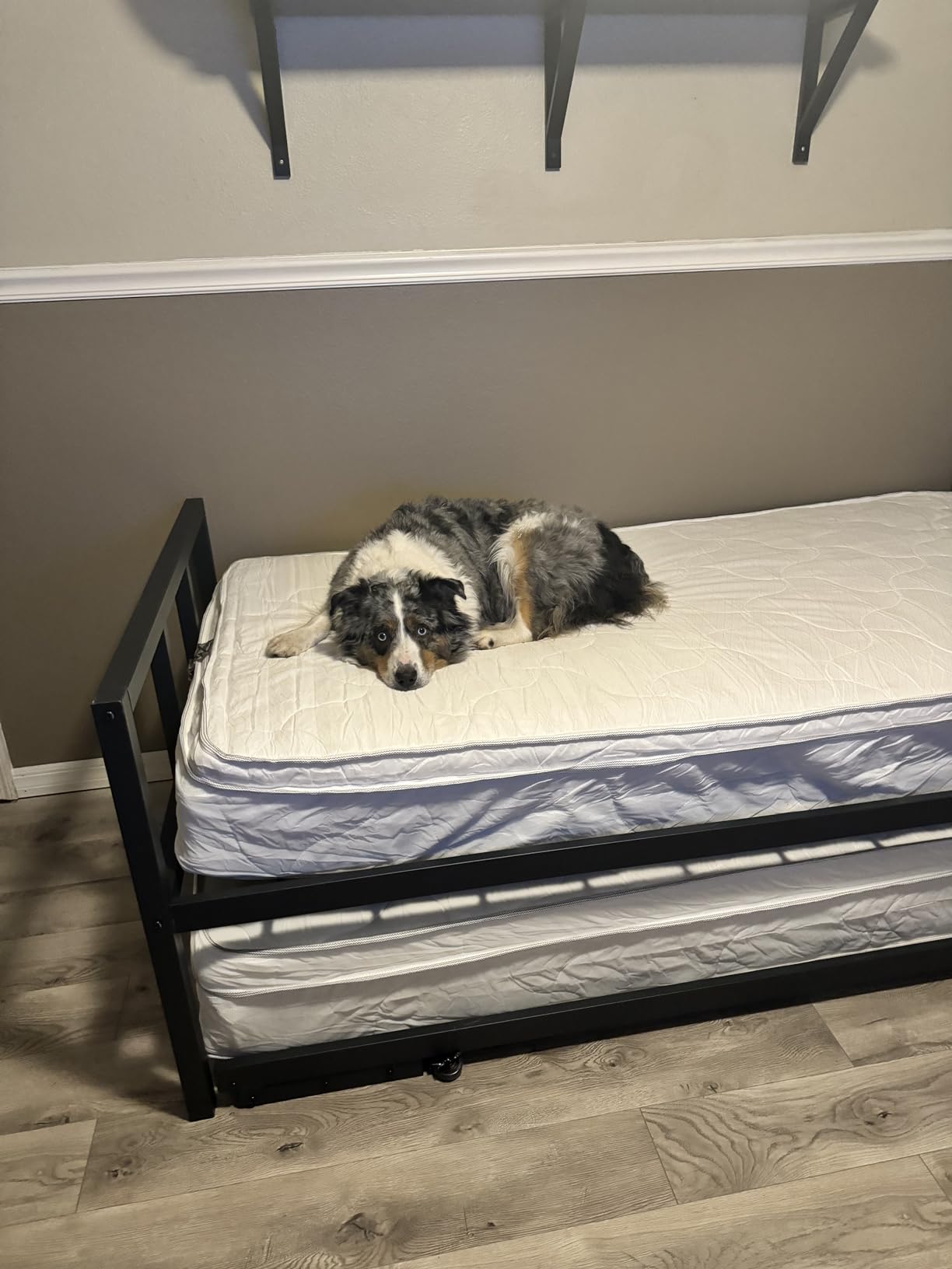 Milliard Twin Daybed and Fold- Up Trundle Set, Daybed with Pop Up Trundle, Black Frame - Mattresses Sold Separately customer photo 1