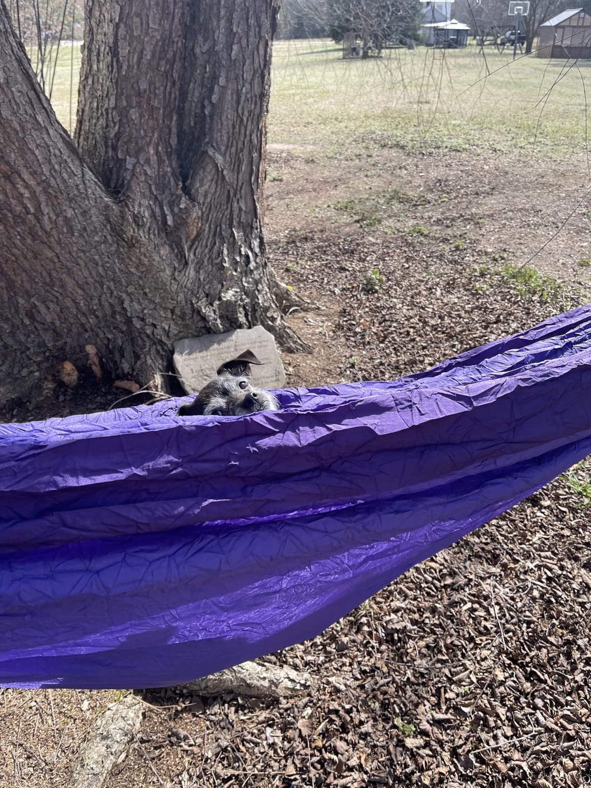 Wise Owl Outfitters Camping Hammock – up to 500lbs Portable Hammock with Tree Straps - Travel, Backpacking, Hiking, Outdoors Camping Gear - Single or Double customer photo 2