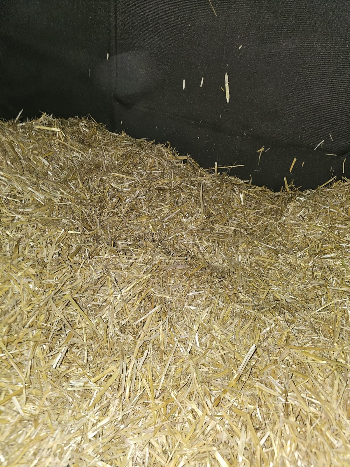 HealthiStraw FarmStraw Coarse Cut, 3 cu ft (25 lb) Expands to 10+ cu ft – Wheat Straw Bedding for Homesteads, Hobby Farms & Small Pets – Dust-Free, Absorbent, Fluffy, Insulating, Sustainably Sourced customer photo 1