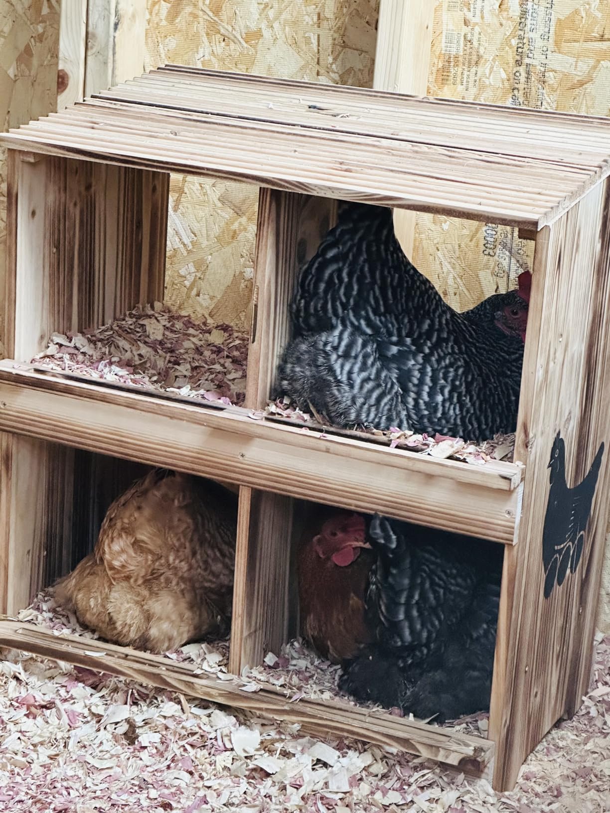 Nesting Boxes for Chickens - Wooden Chicken Nesting Box for Poultry Heavy Duty 4 Compartments Laying Eggs Nest Box Wall Mount for Chickens, Hens, Ducks customer photo 1