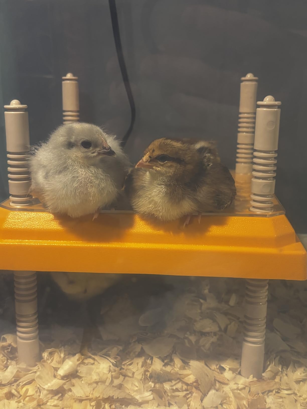 NUGRIART Brooder Heater for Chicks, 10
