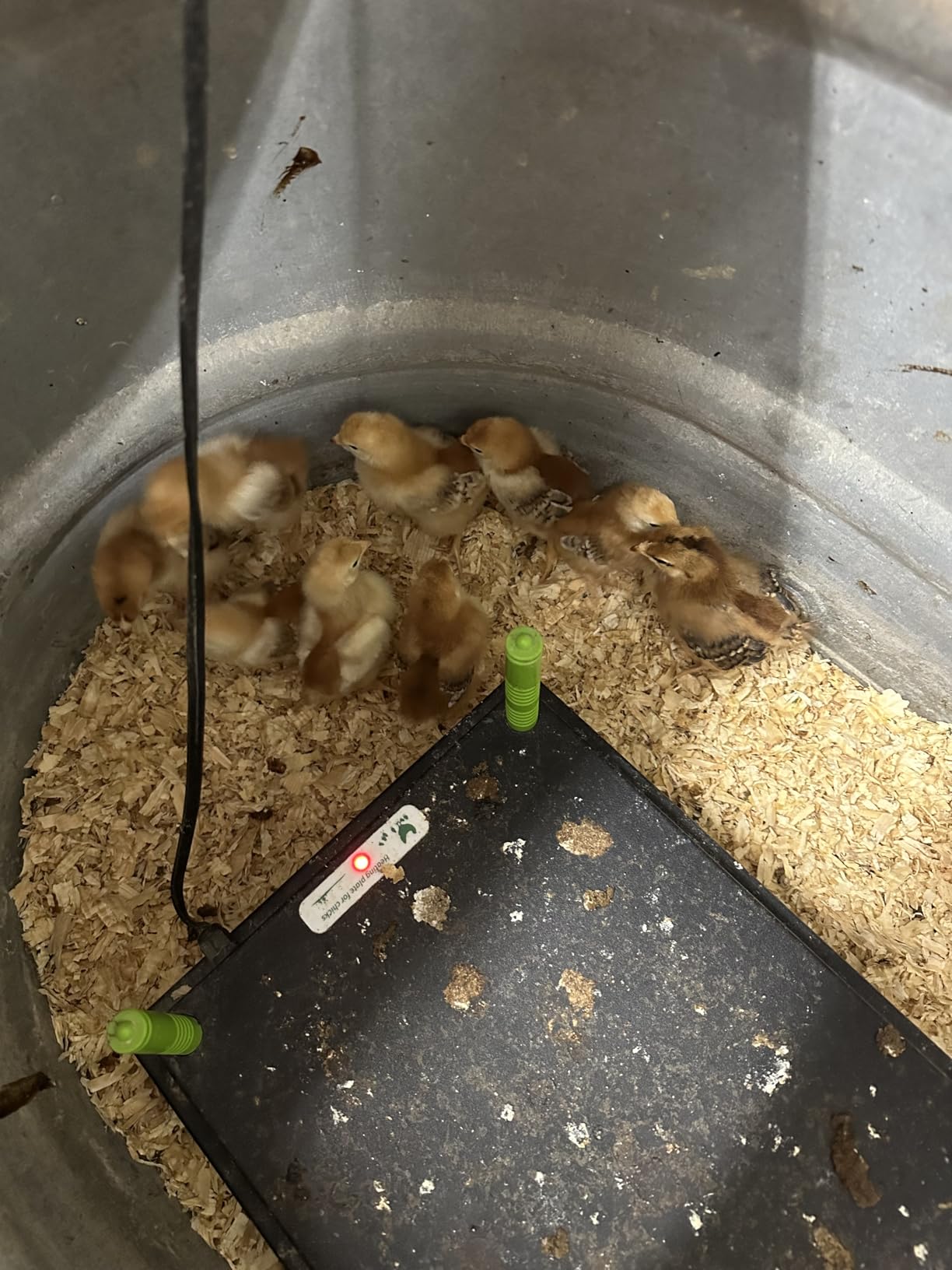Tetuga Brooder Heat Plate 12 X 16” Chick Heating Plate Warm Up to 40 Chicks customer photo 1