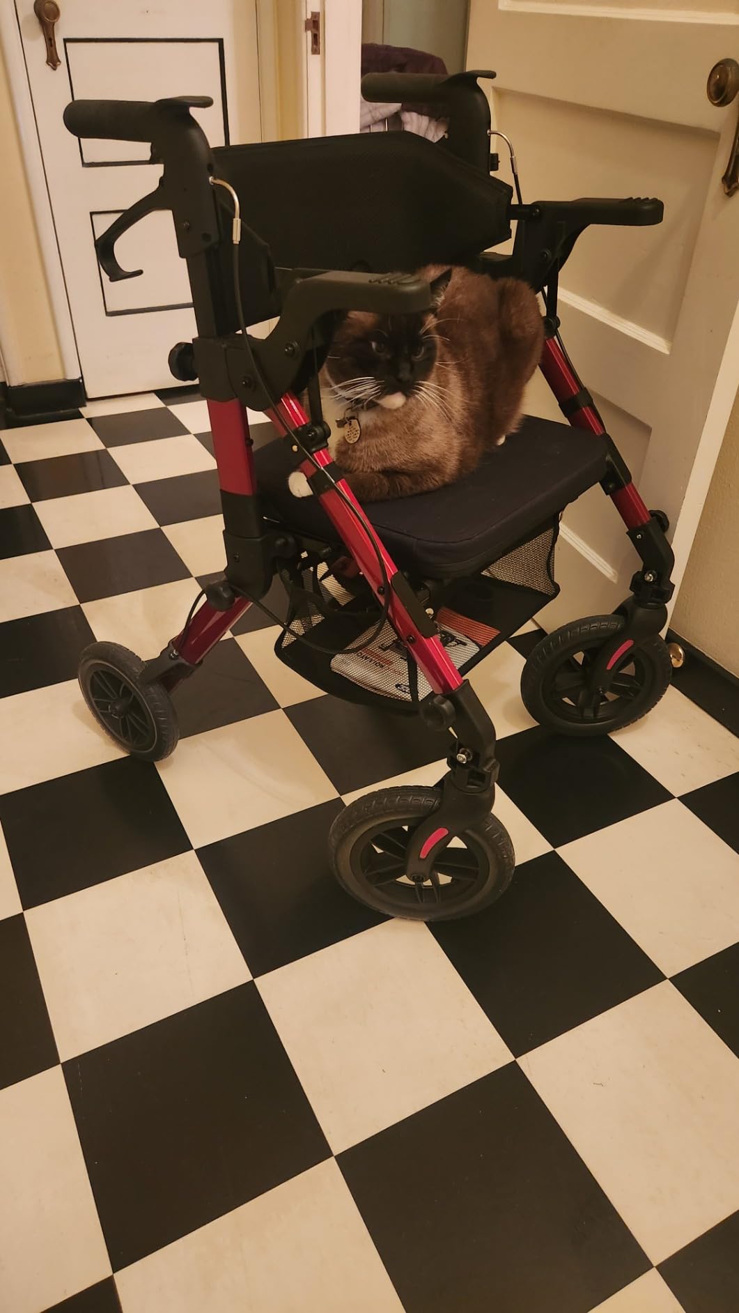 VOCIC Z51 Walker for Seniors, 2 in 1 Walker Wheelchair Combo, All Terrain customer photo 1