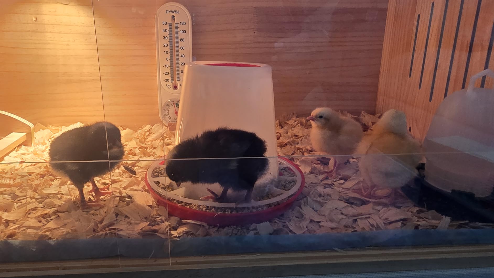 Large Wooden Chicken Brooder Box with Bulb Set and Thermometer - Brooder Box for Chicks Indoor Accommodates Up to 12 Chicks - Ideal for Chickens, Ducks, Quails, Hamsters, and Lizards(32x16x16 Inches) customer photo 1