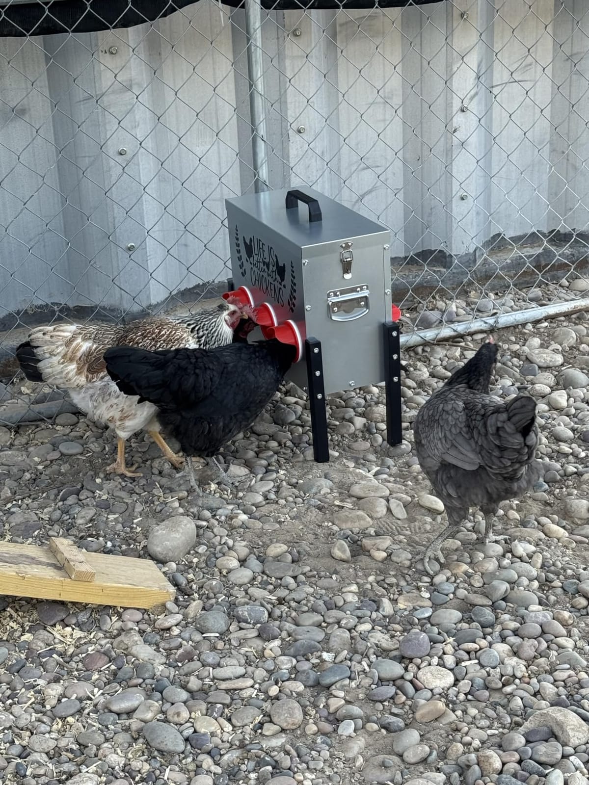 ‎Tgeyd 30 lb Chicken Feeder with 6 No-Waste Ports – Heavy-Duty Outdoor Metal Feeder with Adjustable Height, Locking Lid & Riveted Handles – Rustproof Feed Box for Poultry & Backyard Chickens customer photo 2