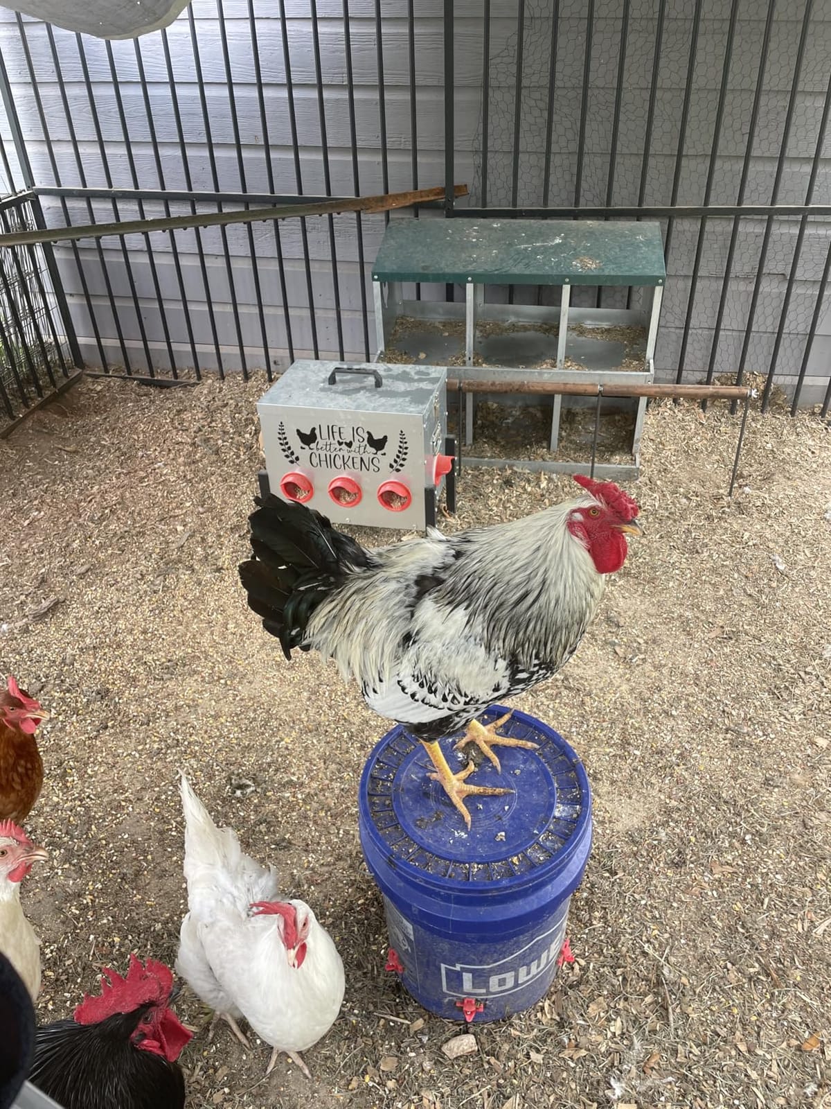 TGEYD 50LB Large Automatic Chicken Feeder – 8 Feeding Ports, No-Waste Poultry Feeder, with Adjustable Legs & Locking Lid customer photo 1