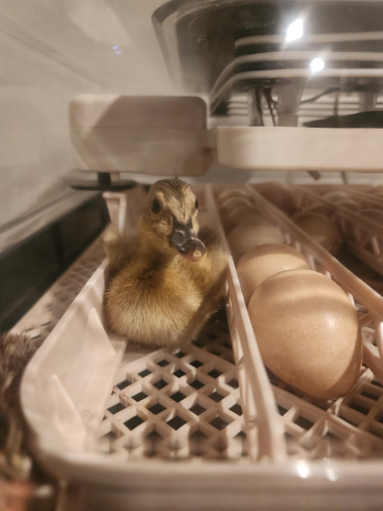Sailnovo 56 Egg Incubator for Hatching Eggs with Automatic Egg Turning Gray customer photo 2