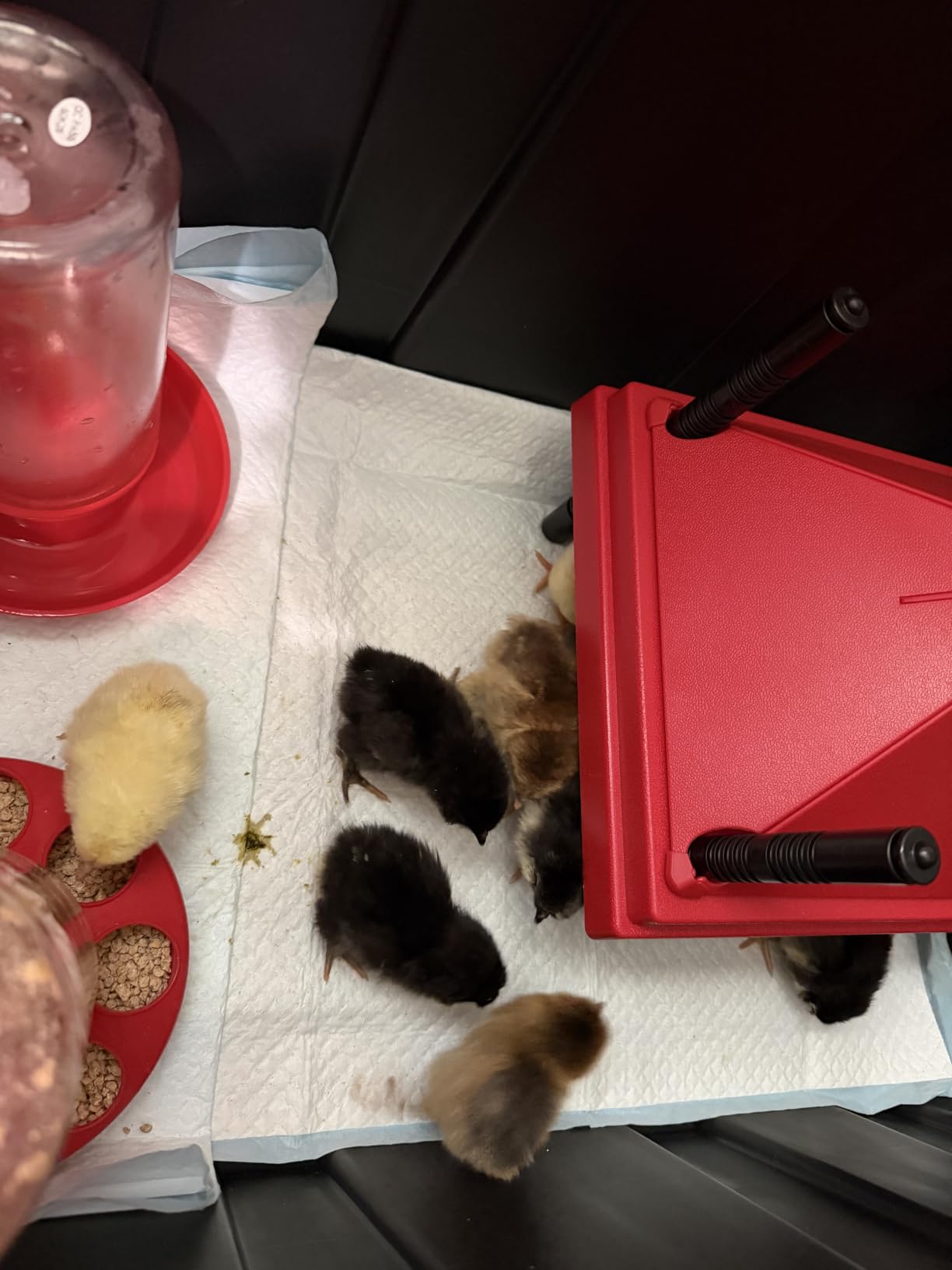 Chick Brooder Heater with Anti-Roost Cone & Constant Temp Red 10