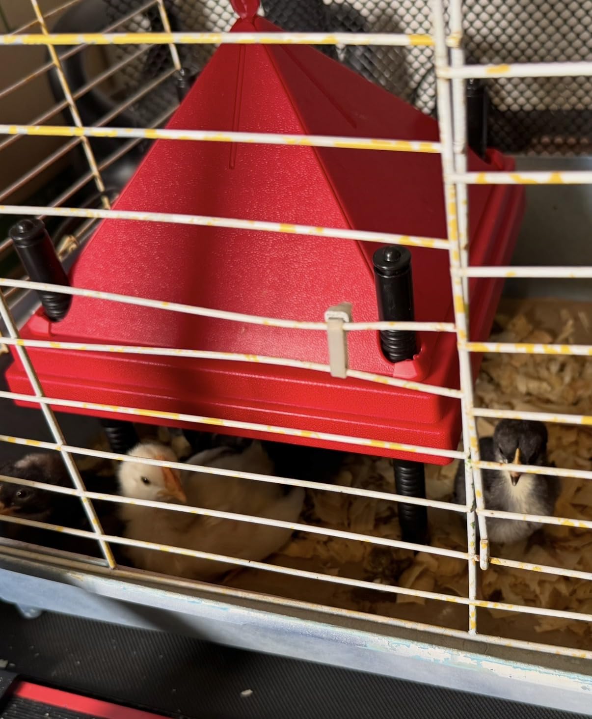 Chick Brooder Heater with Anti-Roost Cone & Constant Temp Red 10