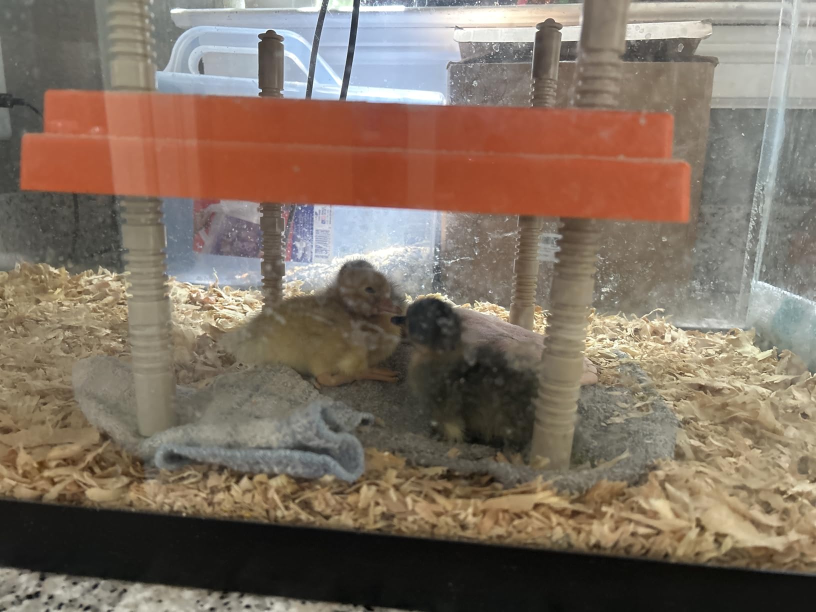 Chick Brooder Heating Plate 10
