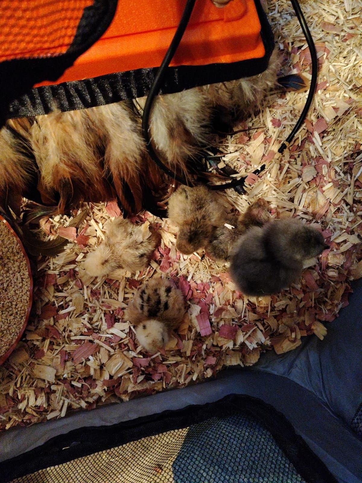 Chick Brooder Heating Plate 10
