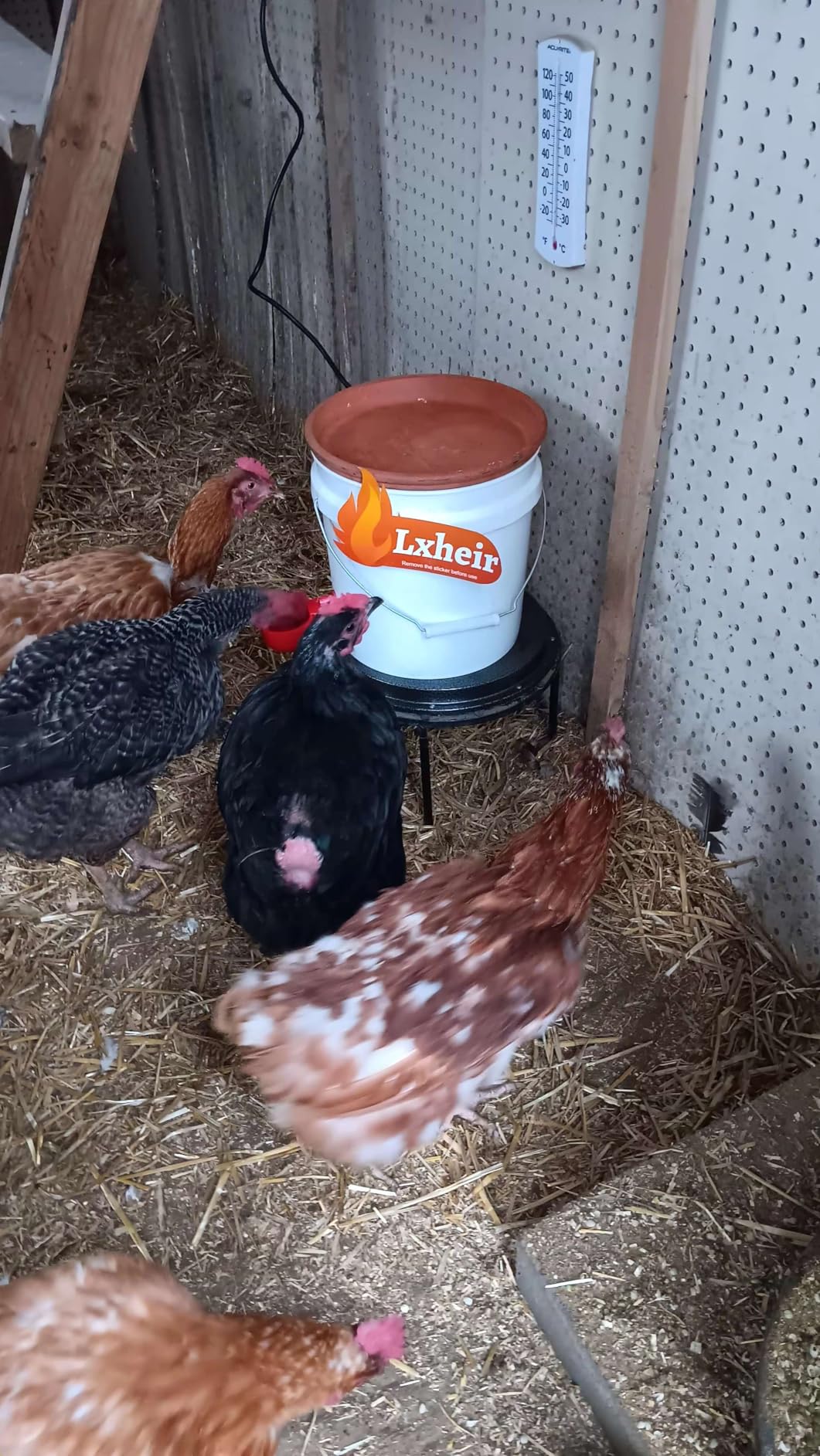 62W Metal Chicken Water Heater for Winter, 13'' Thermostat Chicken Waterer Heater Base for 1-5 Gallon Metal or Plastic Poultry Waterer, Outdoor Weatherproof Poultry Water Heaters for Turkey Goose Duck customer photo 2