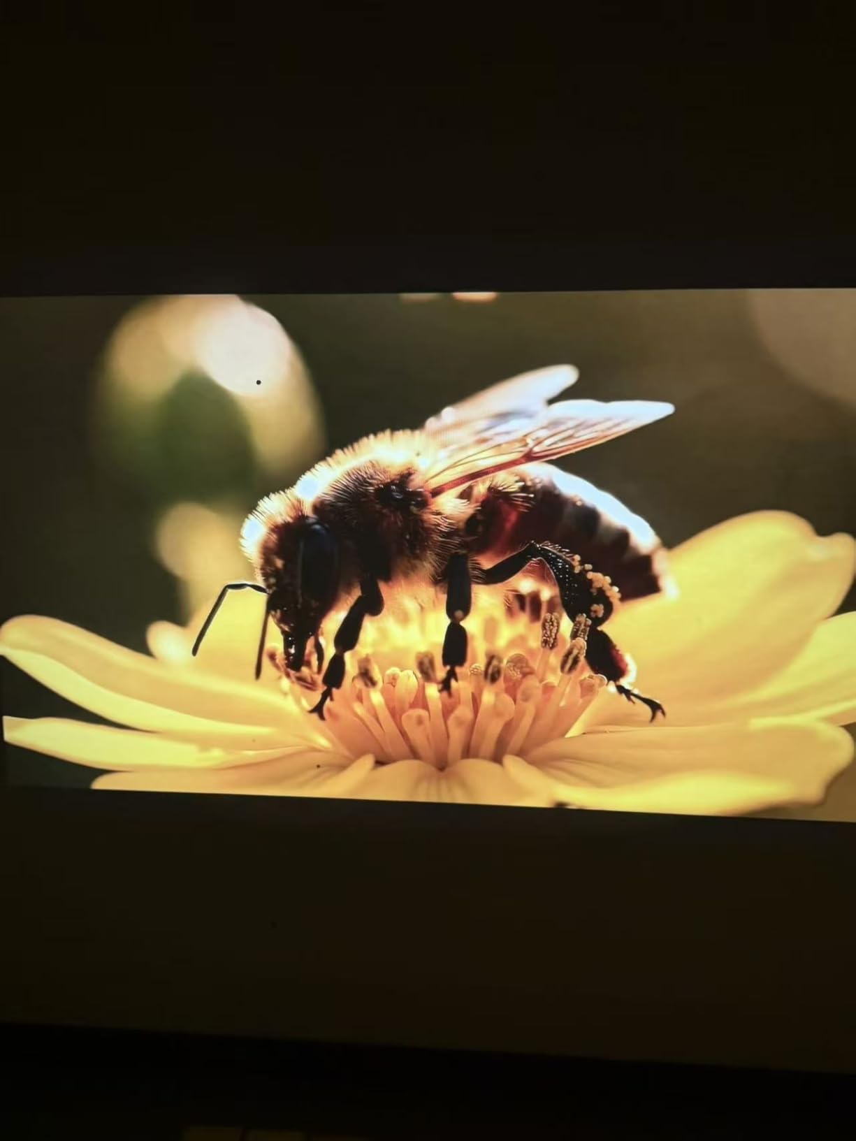 1200 ANSI Google TV-Licensed Projector, 4K/8K Input Support, Dual 36W Dolby customer photo 1