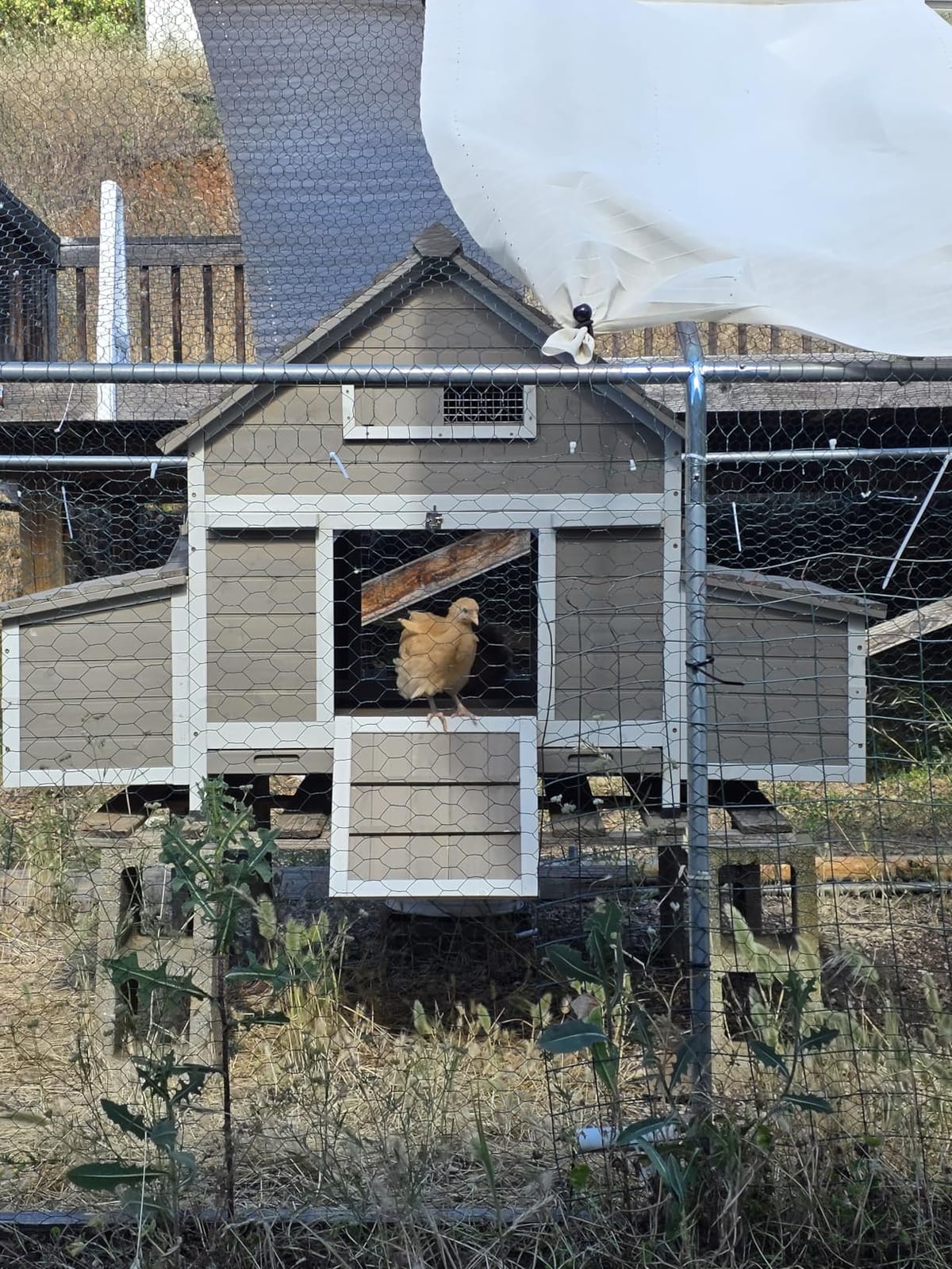 Large Chicken Coop with Wheels, Outdoor Hen House Tractor for 3-6 Chickens customer photo 1