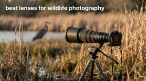 best lenses for wildlife photography