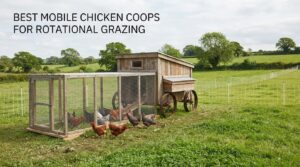 best mobile chicken coops for rotational grazing