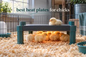 best heat plates for chicks