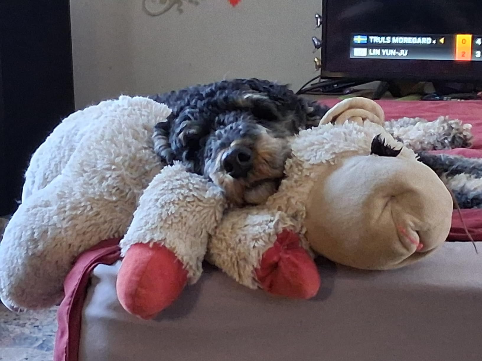 Multipet Lamb Chop customer photo 1