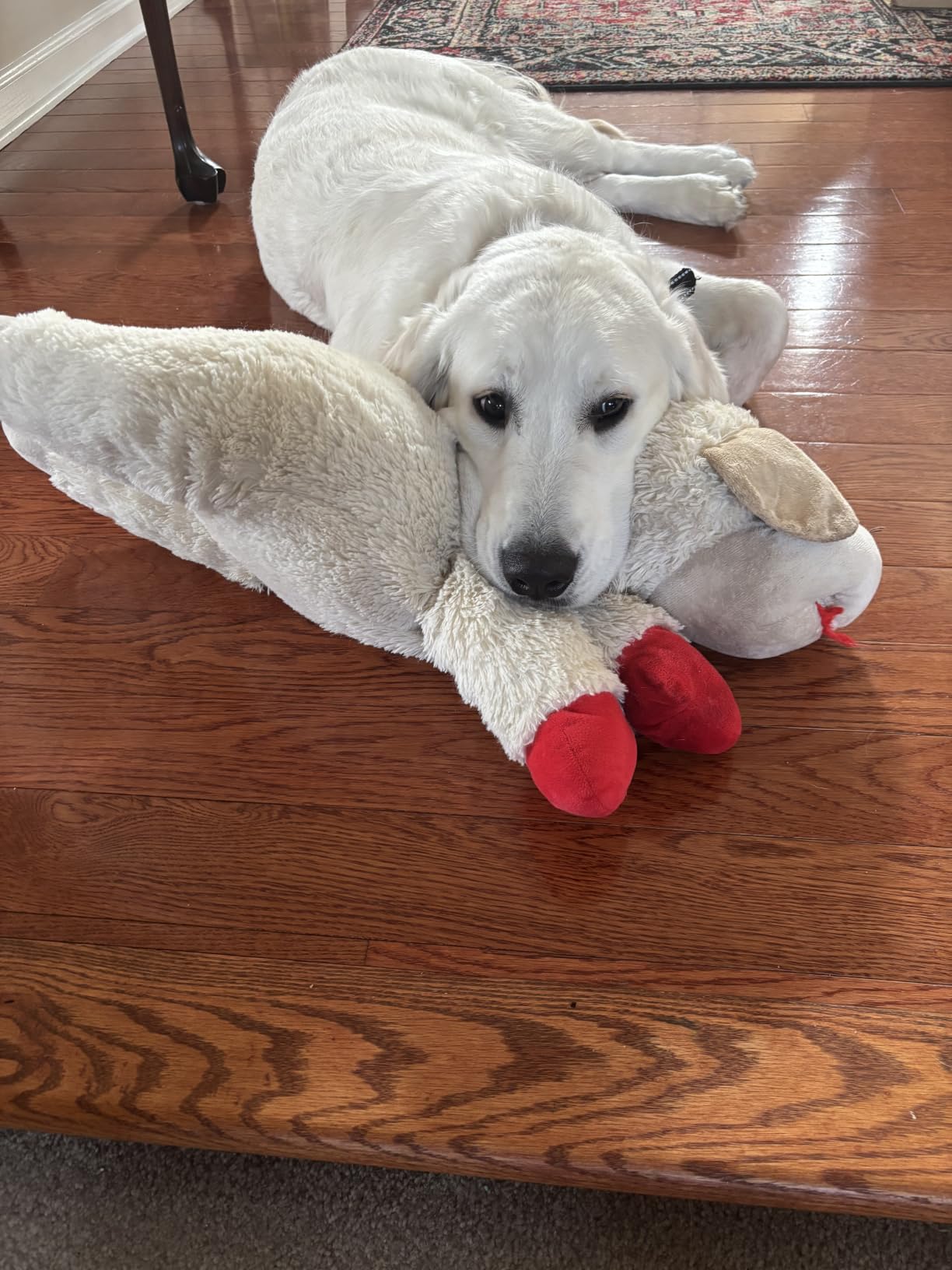 Multipet Lamb Chop customer photo 2
