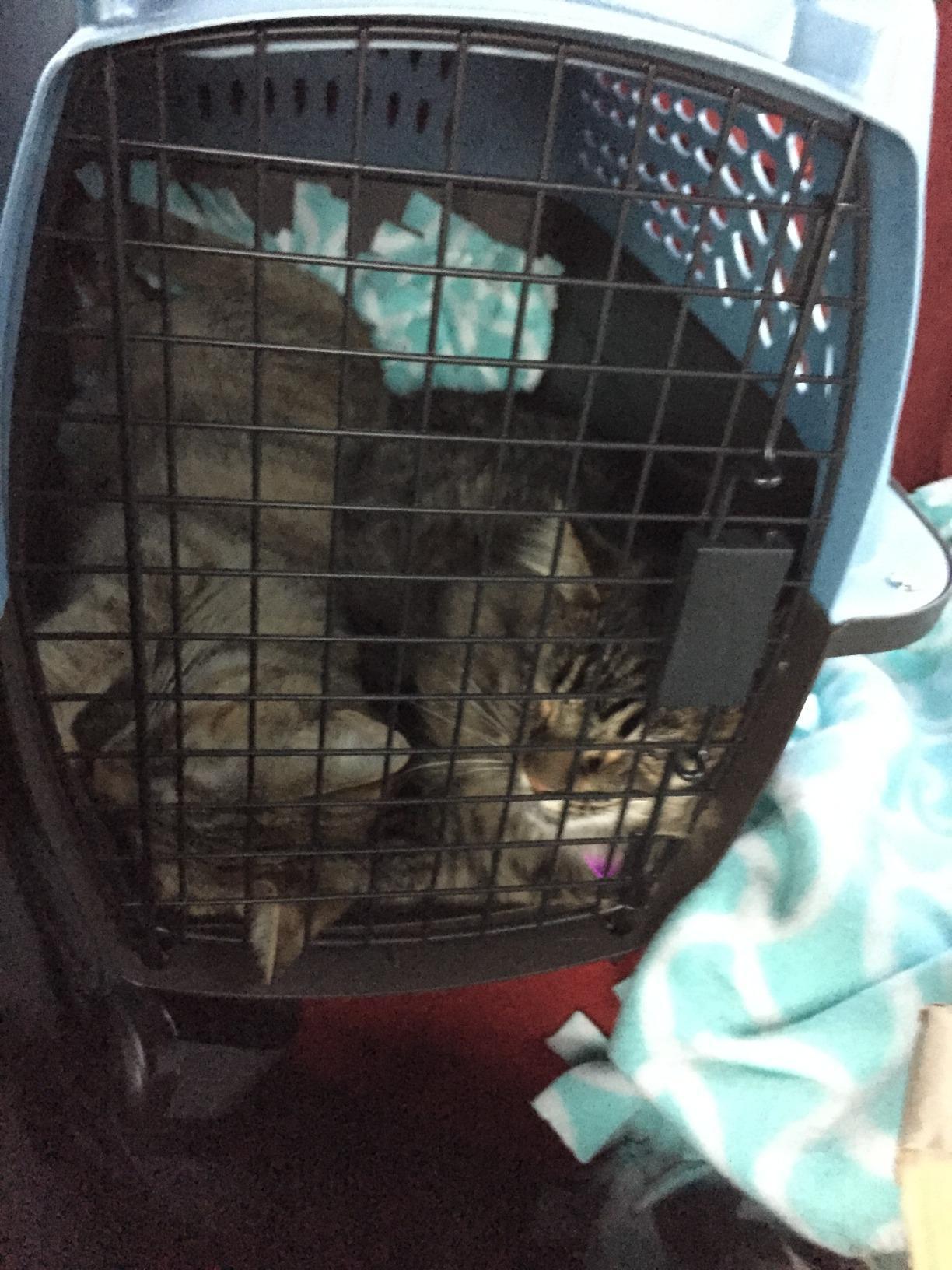 Petmate Two-Door Crate customer photo 1