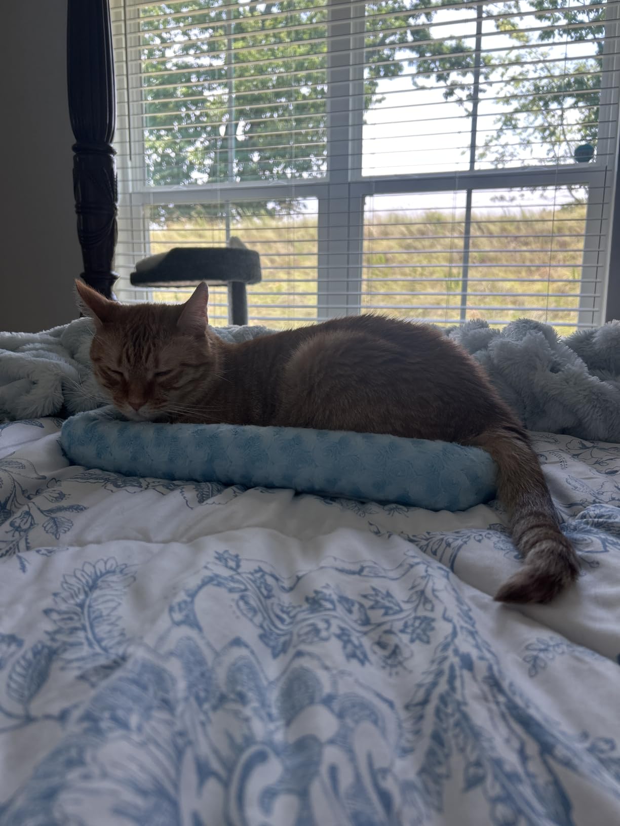 MidWest QuietTime Bed customer photo 1