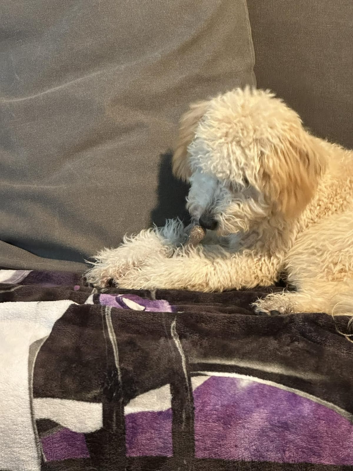 Benebone Wishbone Chew customer photo 2