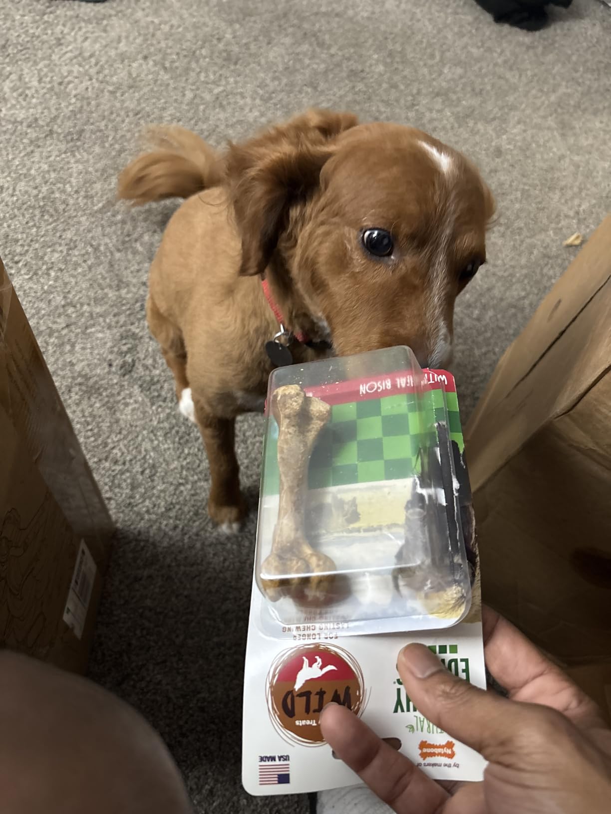 Nylabone Healthy Edibles customer photo 1