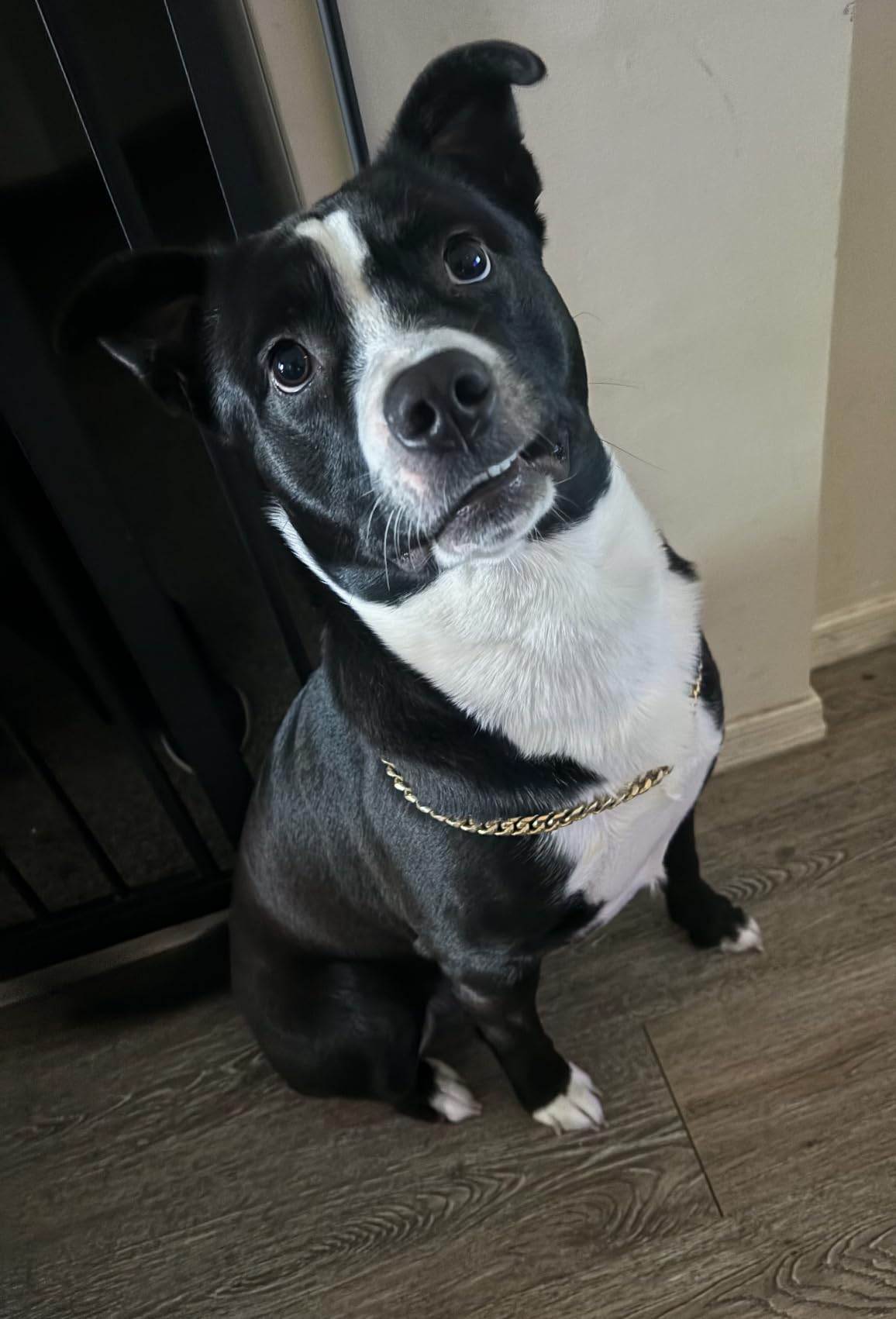 Nylabone Healthy Edibles customer photo 2