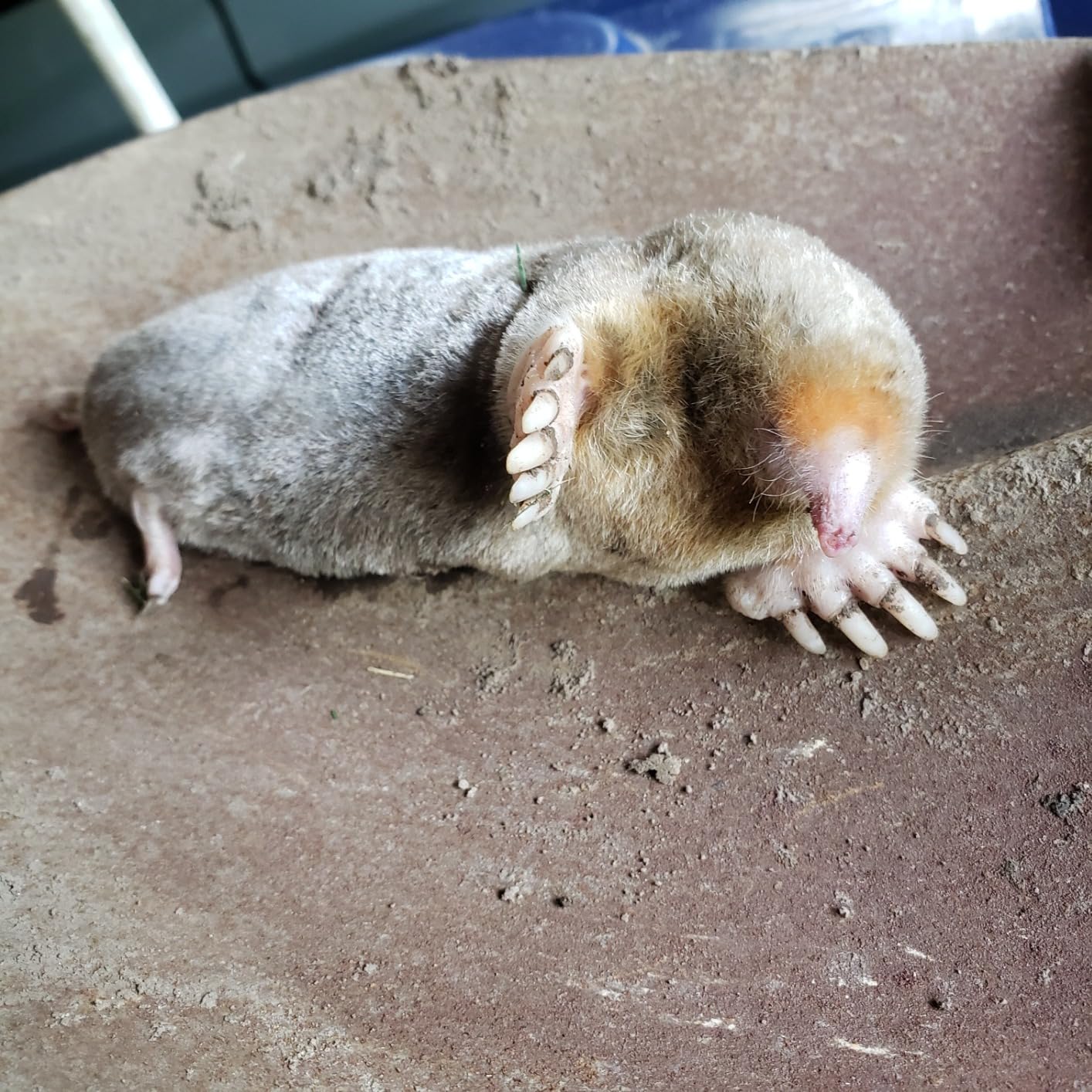 I Must Garden Mole & Vole Repellent: Professional Strength - Natural - 10lb customer photo 2