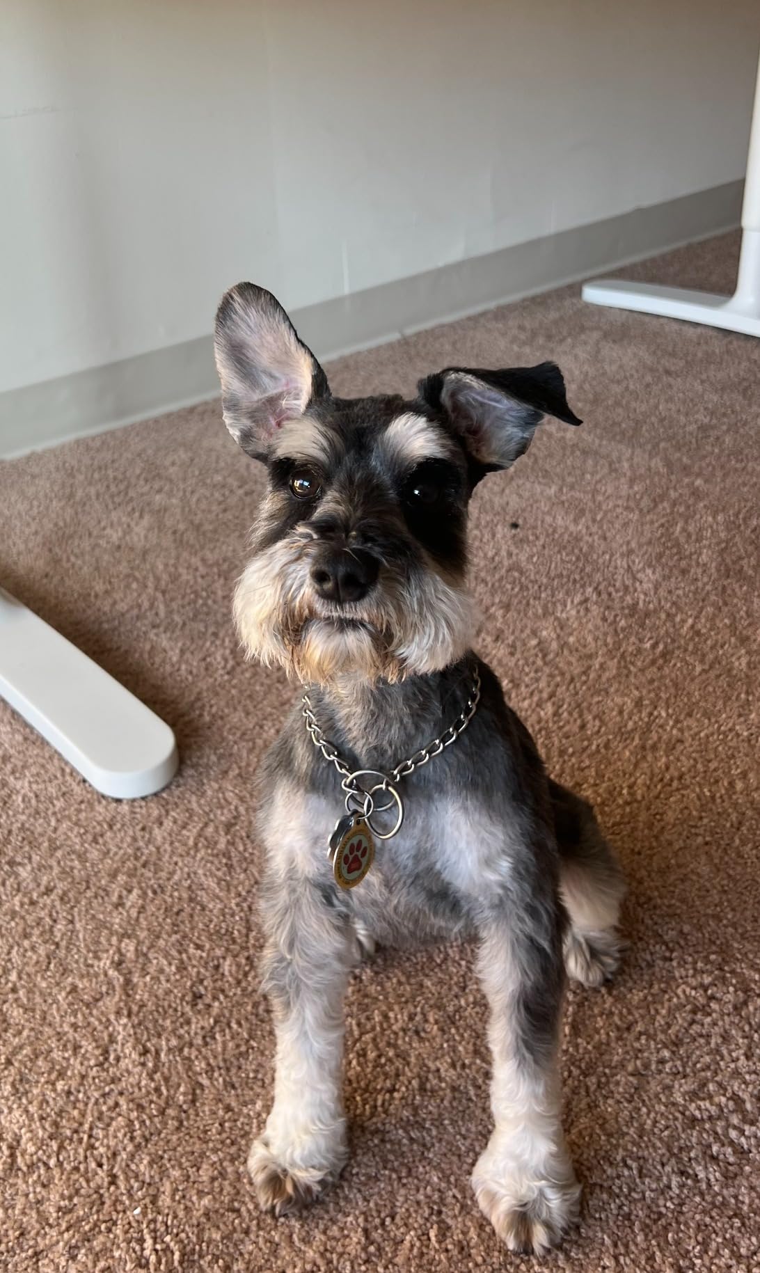 Purina Beneful IncrediBites customer photo 2