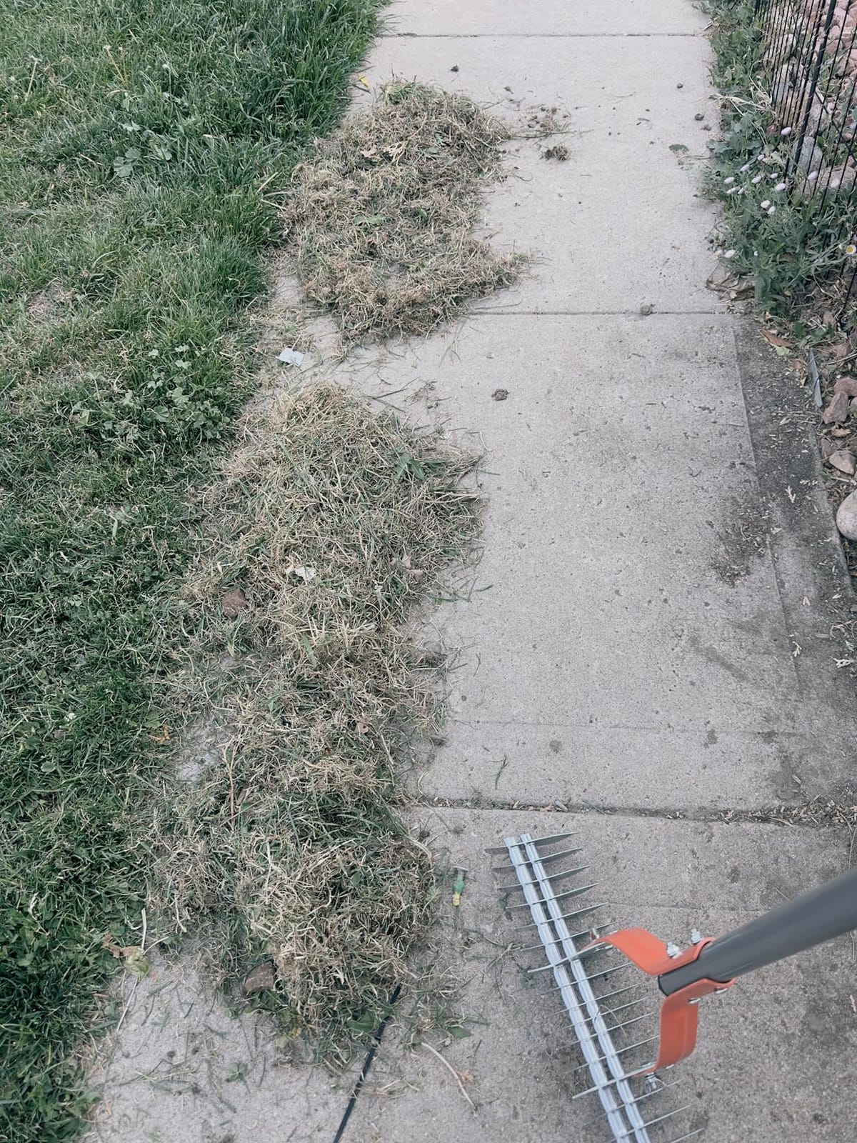 Walensee 15-Inch Thatch Rake for Lawn, 19-Tine Dethatcher, 70-Inch Handle customer photo 2