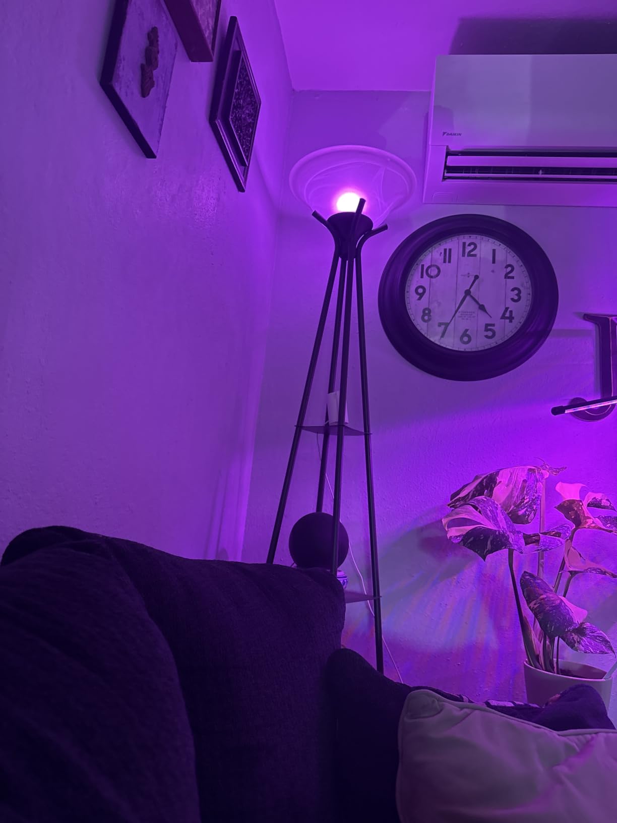 WiZ Connected LED Smart Light Bulbs, Sunset to Sunrise Automation + Motion Detection + Control with Voice or App, Full Color A19 60W 800LM E26 Indoor, Matter Compatible - 1 Pack customer photo 2